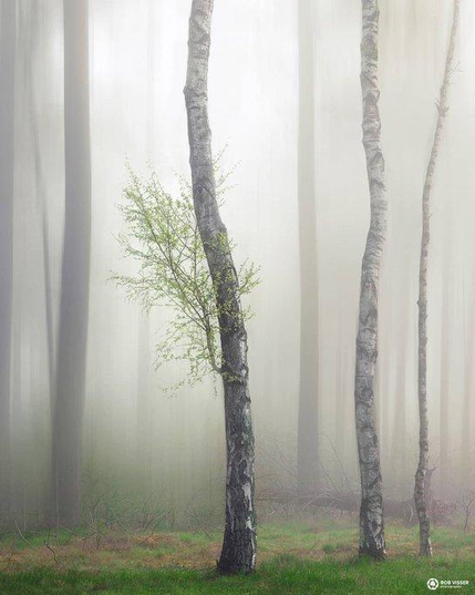 A forest: many slender, branchless trunks of tall trees in a milky atmosphere. A branch with small green leaves—matching the color of the sparse grass on the ground—sprouts from the trunk in the foreground. Photo by Rob Visser.