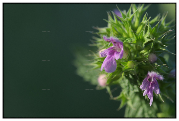 Flower, color, photo
