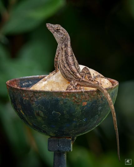Color photo of a brown anole perched upright on a rock in a metal water cup.