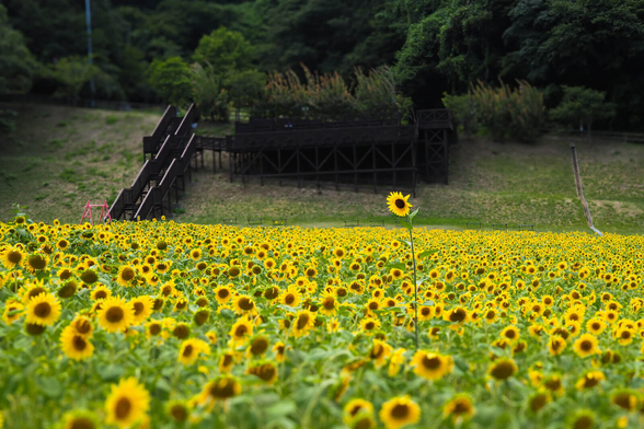 ヒマワリ畑の中で1本だけ背の高いヒマワリの花。
