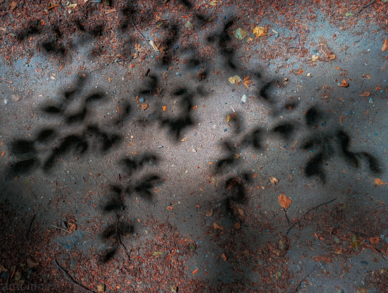 This top-down photograph captures a gravel path with shadows by overhead foliage, creating a contrast of light and dark textures.

The surface consists of greyish-blue gravel and packed dirt mixed with scattered natural debris, including dried brown twigs, tiny pebbles, and a few fallen orange and golden leaves.

A softer patch of daylight illuminates the center of the image, while the surrounding corners fade into darker, vignette-like shadows, drawing focus directly to the detailed shapes cast on the ground.