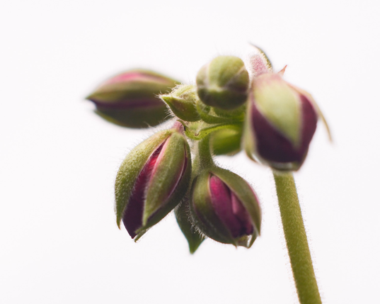 A close-up of fuzzy, green flower buds with emerging purple and magenta petals against a white background.