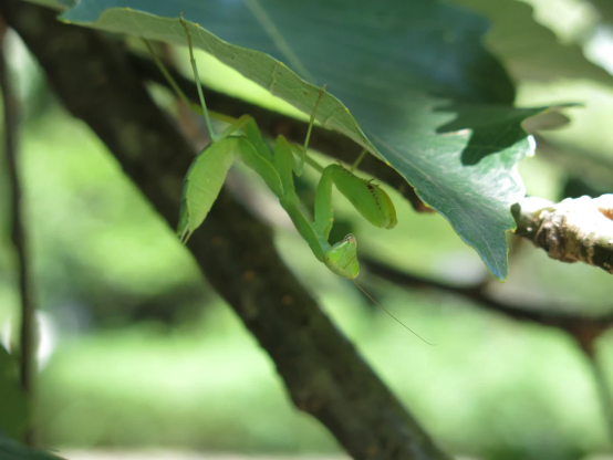 まだ幼いハラビロカマキリ　葉の裏に居る