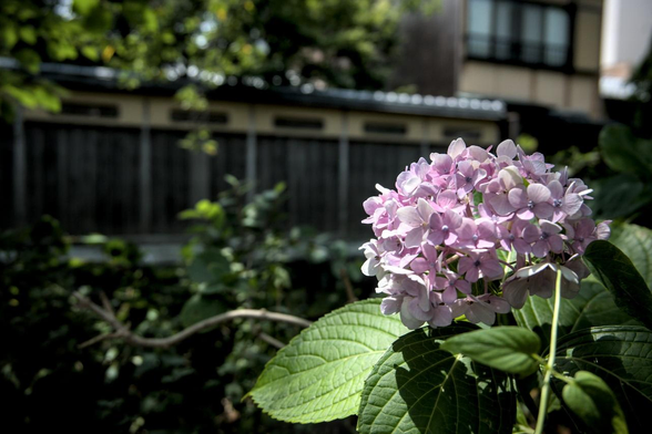 白川沿いの半日陰で咲いていた淡いマゼンタ色のアジサイ。木漏れ日がアジサイの花や葉に差し込んでいる。/ 2026.08.02 なすありの径から
