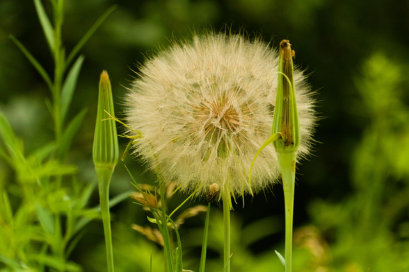 flower in the wild
