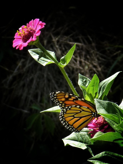 An orange monarch butterfly sits on a bright pink flower. Another pink flower and its stem and leaves can also be seen rising to the top of the image.