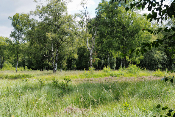 Blick in das Naturschutzgebiet Duvenstedter Brook in: Gräser und Heide, Büsche und Bäumen, in den unterschiedlichsten Grüntönen vor leicht bedecktem Himmel. Im Vordergrund rechts ragen ein paar Blätter einer Birke ins Bild. 

A view of the Duvenstedter Brook nature reserve: grasses and heathland, bushes and trees, in a wide variety of shades of green against a slightly overcast sky. In the foreground on the right, a few birch leaves peek into the frame.