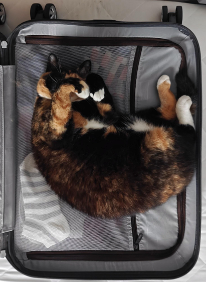 A photo looking down on a calico cat curled up inside an open, half-full suitcase. 