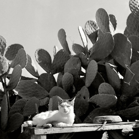 allongé au soleil de Sicile un dimanche après-midi d'été, un chat livre sa vision du monde