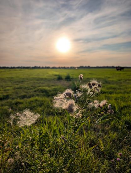 A wild thistle plant stands prominently in the right-foreground, featuring fluffy, mature seed heads. The fine, feathery pappus catch the direct sunlight, giving them a glowing, luminous texture against the surrounding green grass.

A broad, lush green field or meadow stretches horizontally across the middle of the frame, softening slightly into a shallow depth of field.

The low-hanging sun shines brightly near the center, casting a warm light across the landscape. The sky above transitions from pale blue with soft, streaky white clouds to a warm glow near the horizon line marked by distant trees and foliage.