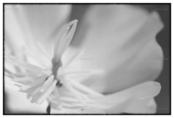 Flower, monochrome, photo