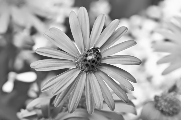 Schwarzweiss-Foto einer Blüte, die von einem Marienkäfer mit vielen dunklen Punkten  besucht wird. Der Hintergrund ist unscharf und zeigt weitere Blüten.