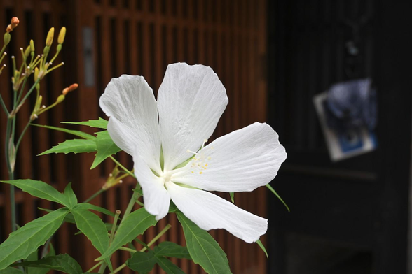 木製の格子戸の前に飾られている白いモミジアオイ。花は付いていないけど、一緒にヒオウギも飾られている。/ 2026.08.08 祇園・西花見小路から
