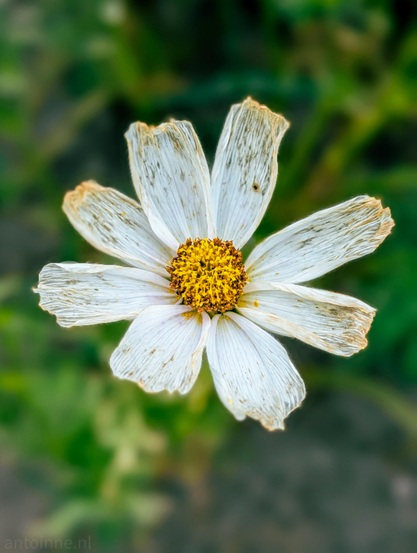 A top-down view of a single flower that is past its peak bloom, set against a softly blurred background. Off-white to pale cream petals showing clear signs of aging, including brown, weathered edges, and fine, dry vertical textures. 