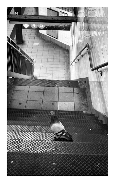Black and white photo taken at the top of the stairs at a New York subway platform, looking down at the lower level. A pigeon stands on a step halfway down, its head turned back to look at the camera. In the distance are a pillar and hanging sign indicating that this is the 4/5 station at 86th Street. The stairs, metal railings, and tiled floor and walls all create interesting geometric lines and patterns.