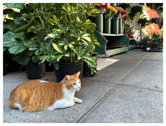 An orange and white cat sits on a Brooklyn sidewalk, expression alert, looking out at the street. Behind are flowers and plants in tall green pots, the front display of a local bodega. (The cat lives there and I’ve passed by many times, though I’ve never learned their name.)