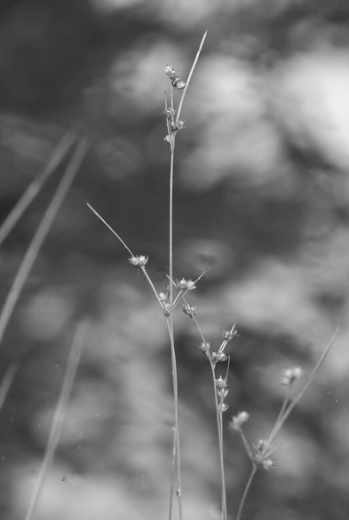 A black and white macro photograph of slender rush leaves, straight and resembling simple, thin stems, with small, ball-shaped flowers clustered in pairs along the stems. A very fine spiderweb hangs between the strands. In the background, sunlight on the water of a stream creates a bokeh of bright points.

Photographie macro en noir et blanc de feuilles de jonc grêle, rectilignes et ressemblant à de simples tiges fines, avec les petites fleurs en forme de boules, regroupées par deux le long des tiges. Une toile d'araignée très fine est accrochée entre les brins. En arrière-plan, la lumière du soleil sur l'eau d'un ruisseau crée un bokeh de points lumineux.