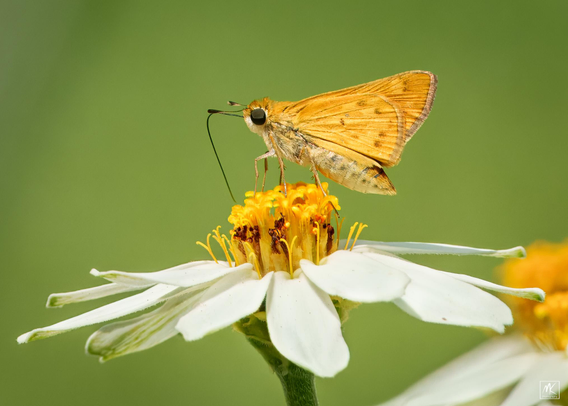 Color photo of small yellow Fiery Skipper butterfly perched on top of a white zinnia flower with its long proboscis hanging down.
