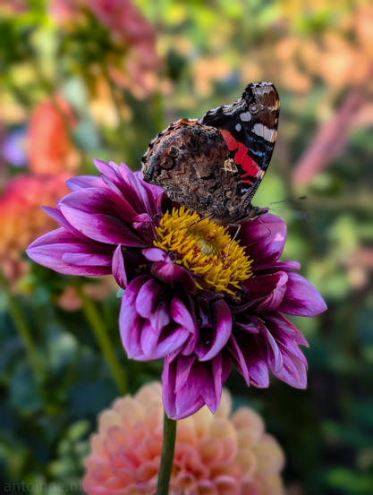 An atalanta butterfly resting on a deep purple flower.
The butterfly is perched gracefully on the flower's center. The background features a soft, colorful bokeh with warm tones of orange, yellow, and green, including another soft peach-colored dahlia blooming.