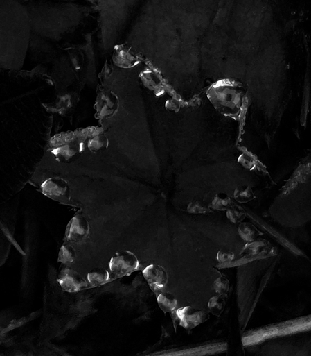 A heavily edited black-and-white photograph of a star-shaped leaf, with tiny drops of water clinging to its edges, forming a sparkling star.