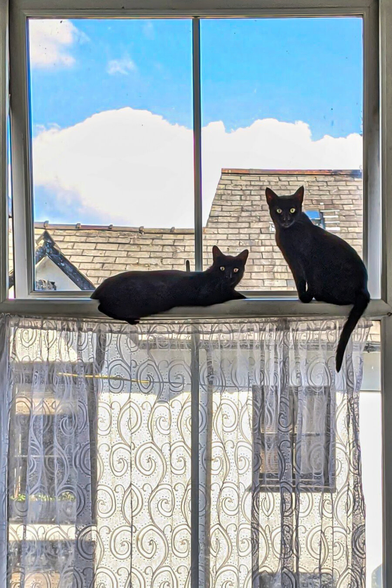 Two black cats balanced precariously on the edge of a large window frame that is slightly ajar. One cat lies across the middle of the narrow frame, while the second cat sits upright next to it. They are both looking directly at the camera with wide eyes and alert ears. The bottom half of the window is covered by a sheer net curtain with a swirly pattern. In the background, the upper windows and slate roof of the house across the road can be seen under a bright blue sky with fluffy white clouds.