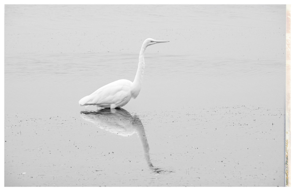 Actually... not a duck. 

It's a giant snowy egret, standing in shallow water. This also-not-a-swan is facing to the right, long neck extended upward. It is reflected beautifully in the water of a tidal pond at Point Reyes National Park.

The photo was taken a year ago. It's one of two dozen pictures I snapped of this bird on a day when I was feeling like a naturey gay rather than a city gay.

Monochrome. Bright exposure.