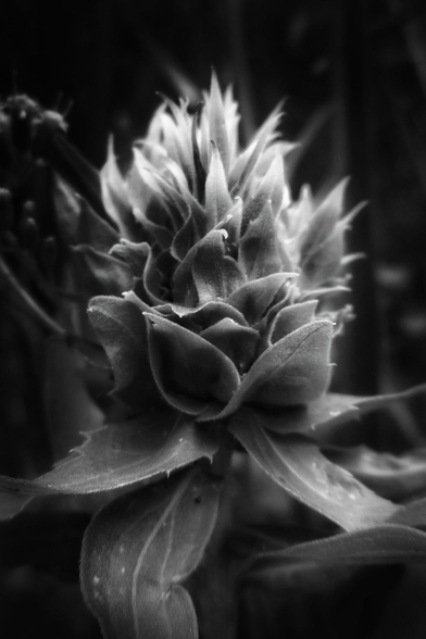 The soft and delicate structure of a plant is shown in detail in this macro black and white image.