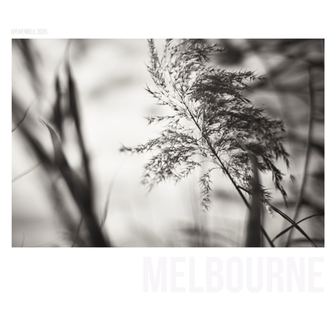Reeds by the yarra