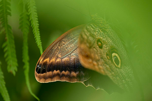 This close-up photo shows a butterfly partially hidden among soft green foliage, with one of its wings sharply lit in the foreground. Its brown, black and amber wing has a glossy sheen and a row of pale spots along the edge. Part of the insect’s head and eye are visible behind it, though blurred by the foliage. The entire scene is bathed in a warm green haze.