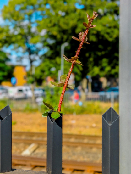 This close-up photograph captures a striking example of nature thriving in an unexpected urban setting:

A reddish-brown, thorny stem grows directly out of the hollow opening of a 2 meter tall, dark grey metal fence post. Young green leaves with reddish tints fan out along the stem as it reaches upward.

The background is softly blurred, revealing a sunny outdoor environment with train tracks directly behind the fence, lush green trees, and hints of a bright blue sky.