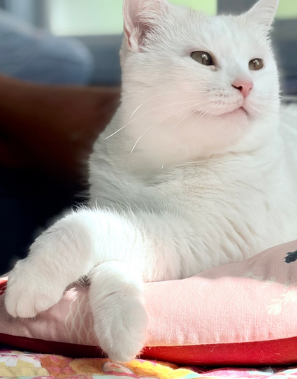 White cat sits on a pink and orange pillow, gazing off to the left. She is relaxed and her paws are crossed. A bit of sunshine shines across her legs.
