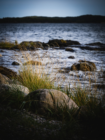 A vertical photograph of a small section of a stony, rocky beach at the Baltic sea. In the foreground the ground is mostly gravel, with some green small plants growing amonge or lying on the gravel. At the water line, which goes diagonally through the photo, are larger boulders with tall grass growing around them. Behind the largest boulder is a large tuft of tall, mostly turned golden grass. 

Out in the slightly ripply water, which is rendered out of focus, are more bouder sticking through the surface and in the far distance the horizon is occupied from edge to edge by a large, hilly, tree covered island, and a blue sky above.