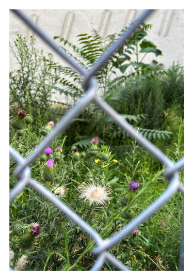 Purple and white thistles in an empty Brooklyn lot overgrown with weeds, as seen through the diamond-shaped space created by chain links in a fence.  At the far end the lot is bordered by the bare side of a building. This was taken before the plants were recently mown down, perhaps to prepare for construction. It’s a real shame because the lot was pretty in its wild way, and a haven for pollinators.