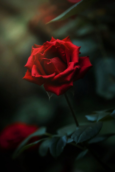 A deep red rose in full bloom point which standing upright on its stem. There is some gentle light that catches the edges of the petals on the left hand side which creates a little bit of contrast against the dark background. Underneath it there are dark green leaves. The rest of the bush greenery fades into a moody, out-of-focus backdrop. First photo I've taken in a while now, so I am a little out of practice 😂