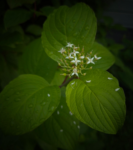 A close-up of the flowers and leaves of a Siberian dogwood (cornus alba). The small, creamy-white flowers have begun to shed their petals, which lie like tiny white droplets on the leaves, next to water drops