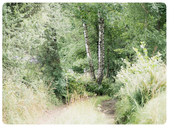 High-Key-Aufnahme eines üppig grünen Waldwegs mit Farnen und Gräsern; zwei Birken im Zentrum.