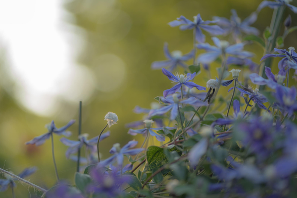 A cluster of purple clematis flowers just before sunset. The flowers cut across the bottom half of the frame on the diagonal; the upper half appears as a greenish and white bokeh ball sky as the fading light shines through distant greenery in the garden.