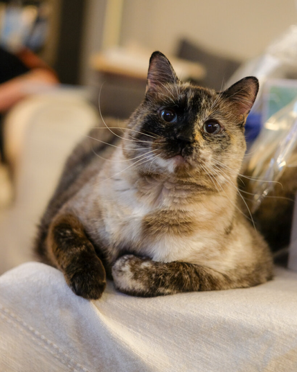 A Siamese tortishell sits on a blanket and tilts her head curiously at the camera. Her deadly claw lifts up some of the blanket.