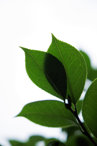 Close-up of green leaves with visible veins against a bright, blurred white background.