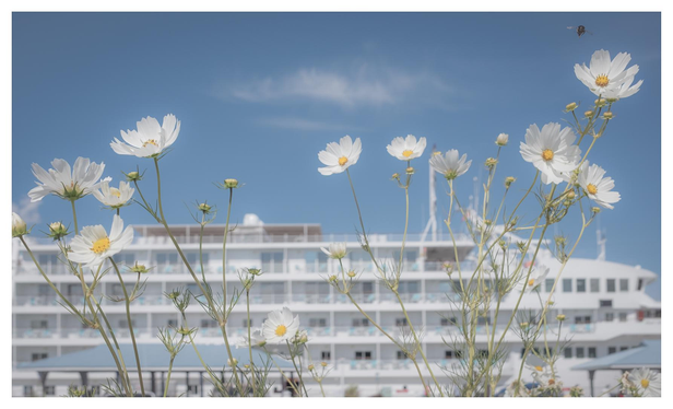 In the foreground, some white cosmos flowers with yellow disk florets with thin green leaves and stems reaches toward the blue sky. In the background, a docked white cruise ship with dark windows. In the top right hand corner, a bee flies over the scene. In the sky, a couple of small wispy clouds. 