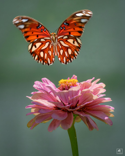 Color photo of an orange butterfly with white spots, its wings spread wide and slightly blurred at the tips, above a pink zinnia with a yellow center.