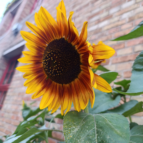 Foto di un girasole.