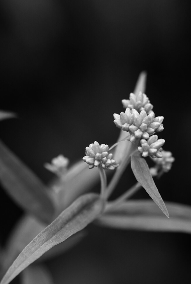 A black and white macro photograph of grass-leaved goldenrod flower buds in the light, clustered in 7 or 8 globular spikes at the end of a small stem, with alternating lanceolate leaves just below. Other flowers and leaves are blurred behind. The background is dark.

Photographie macro en noir et blanc de boutons de fleurs de verge d'or graminifoliée dans la lumière, réunis en 7 ou 8 épis globulaires chacun au bout d'une petite tige, avec les feuilles lancéolées alternant juste en dessous. D'autres fleurs et feuilles sont floues derrière. L'arrière-plan est sombre.