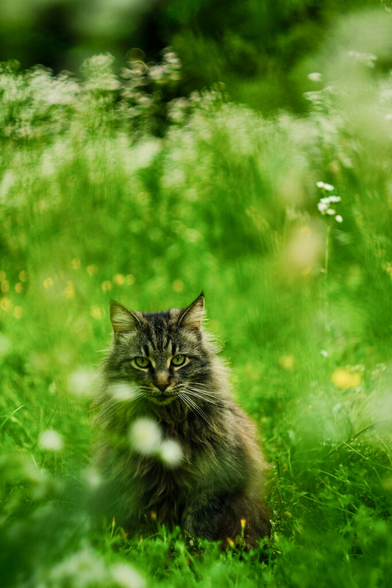 A beautiful Norwegian Forest cat sits Amír tall grass looking toward the camera.