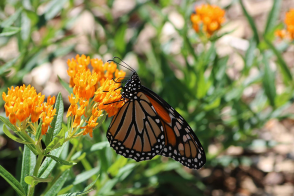 Close-up photograph of a monarch butterfly in the sun, orange and black, perched on a cluster of yellow-orange milkweed flowers, its wings folded back. Green foliage, other orange flowers, and brown wood mulch surround and are blurred in the background.

Photographie en gros plan d'un papillon monarque au soleil, orange et noir, posé sur une grappe de fleurs d'asclépiade tubéreuse jaune orange, les ailes repliées vers l'arrière. Du feuillage vert, d'autres fleurs oranges et du paillis de bois brun sont autour et flous en arrière-plan.