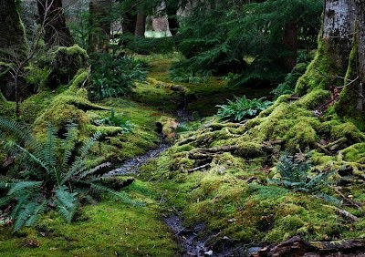 A section of the Moss Garden at Bloedel Reserve in Seattle, Washington - designed by Richard Haag. A thin steam winds through fluffy moss mounds in a dark, mature woodland. Ferns and native shrubs frolick in the dappled understory of the tall trees.

Photo from:
http://www.intercontinentalgardener.com/2011/03/bloedel-reserve-revisited.html