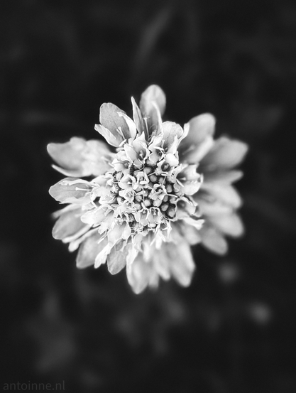 A detailed top-down, monochrome close-up view of a flower. Its intricate center consists of tiny, clustered florets surrounded by broader, layered outer petals.

The background is dark and heavily blurred, ensuring the main flower stands out vividly. 