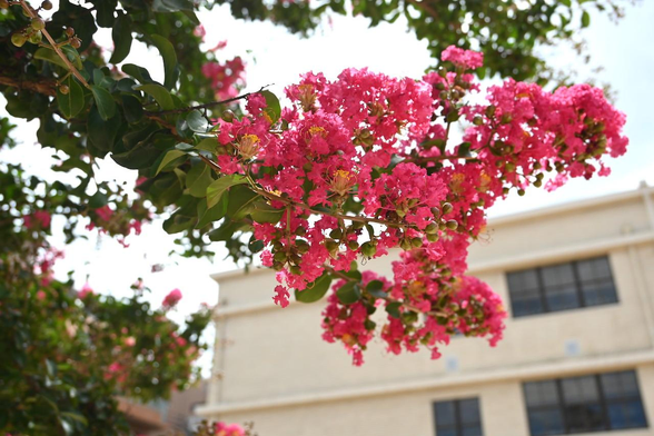 元小学校の後者を背景にサルスベリの花。/ 2026.08.10 万寿寺通・有隣公園から