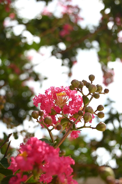 サルスベリの花のクローズアップ。/ 2026.08.10 万寿寺通・有隣公園から
