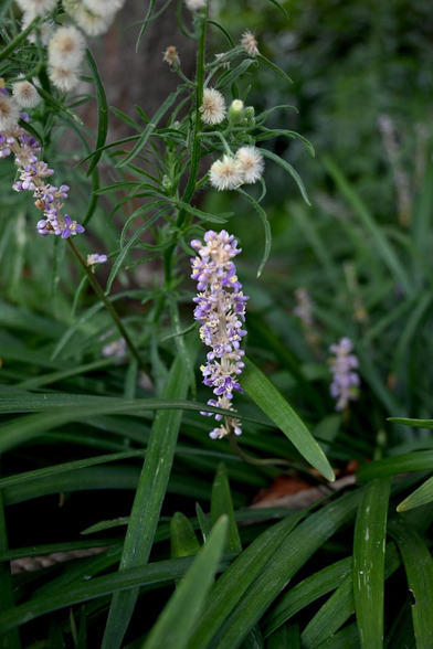 公園際に沿って作られている植栽スペースで咲いているヤブラン。結構開花している。/ 2026.08.10 万寿寺通・有隣公園から